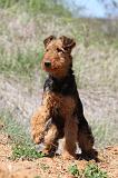 AIREDALE TERRIER 232